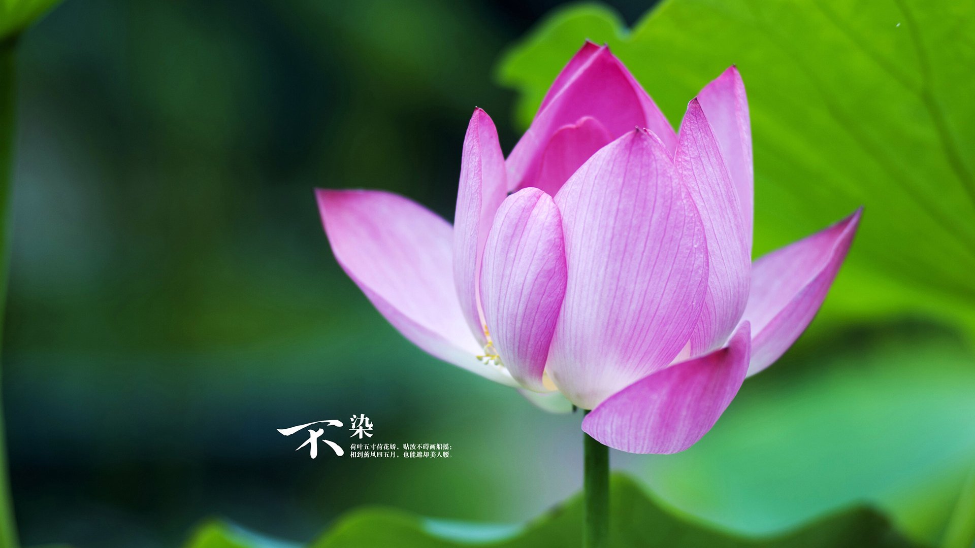 kaiyun.com-罗纳尔多轰制胜进球，葡萄牙力擒西班牙，罗纳尔多在葡萄牙的地位