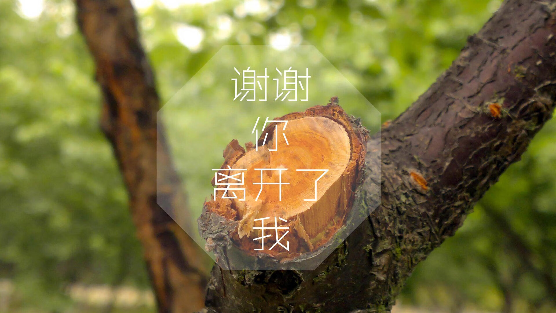 开云中国大陆-张伟丽裸绞获胜刷新亚洲纪录，张伟丽40秒ko视频